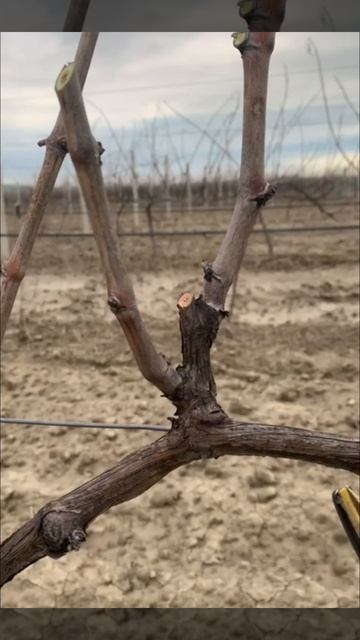 Длина «правильной» обрезки