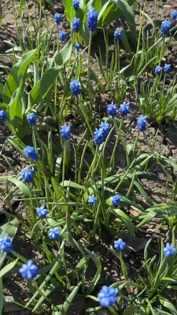 ДНР. Харцызск. 05.04.2026. Цветы у дома 😊 И утро изумительное,праздничное. Эпизод 3