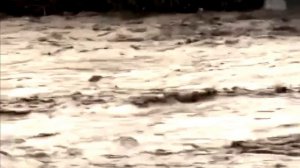 Люди спасают животных в Дагестане во время наводнения