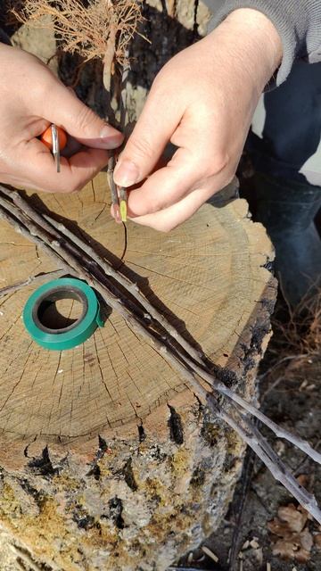 Весенняя прививка яблони 