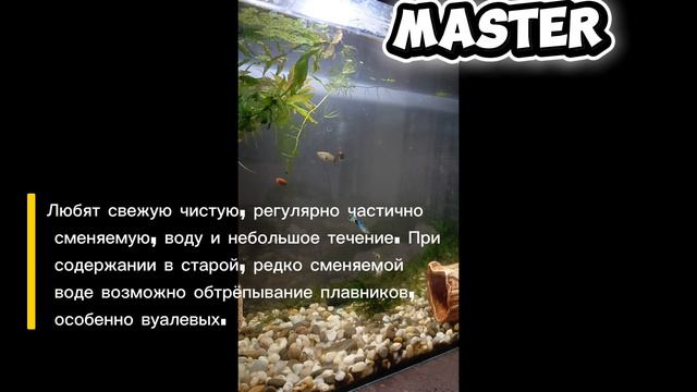 ГУППИ - самые простые рыбки, УХОД И СОДЕРЖАНИЕ | В конце ОТВЕТЫ на САМЫЕ ЧАСТОЗАДАВАЕМЫЕ ВОПРОСЫ