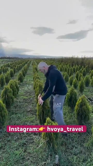 Хвойные деревья в продаже  Туи, ели, сосны | Лучшие хвойные для участка #ёлки #туи #сосны #участок