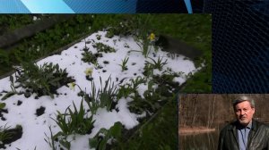 В Гидрометцентре посоветовали дачникам позаботиться о растениях на фоне заморозков.