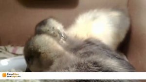 Курятник On-Line