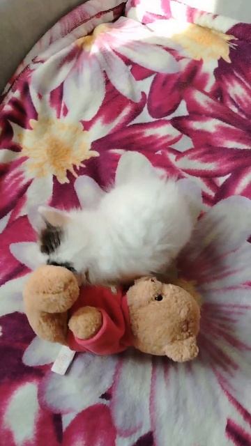 Котёнок играет хорошо.