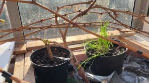 Виноград на балконе. Раскрытие винограда.