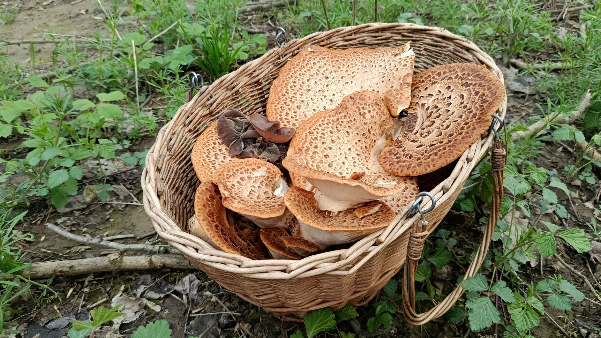 Нынче мы за ПЕСТРЕЦОМ. По грибы 4 апреля 2026 года.