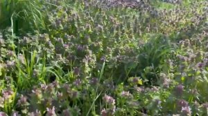 Музыкальная интуиция 6 сезон 64-я серия. Смотреть онлайн бесплатно Обзор выпуска