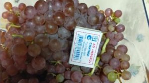 Виноград  созревает