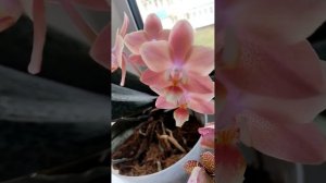 Цветение Фаленопсисов, апрель 2026 года.