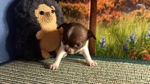 Еленсия от Леона #скидки до 20/04/26 #купить_щенка_чихуахуа_продаю +79215950848