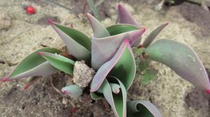 Чем подкормить тюльпаны в апреле для роста зелени и крупных цветов