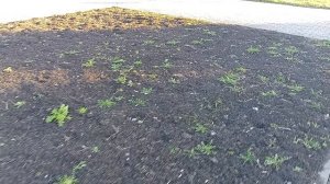 Прогулка по парку "Солнечный" 05-04-2026