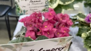 Выставка фиалок в Ярославле