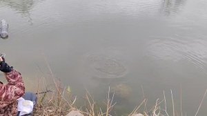 поимка форели на спиннинг