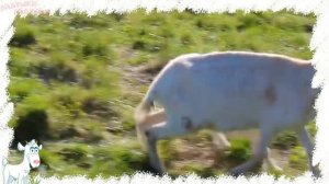 🍿 Домашние животные и их детеныши! Развивающие мультики для детей!