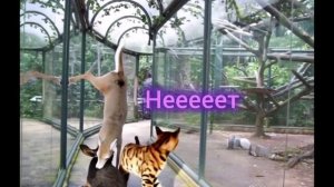 Про Фаю и Лео