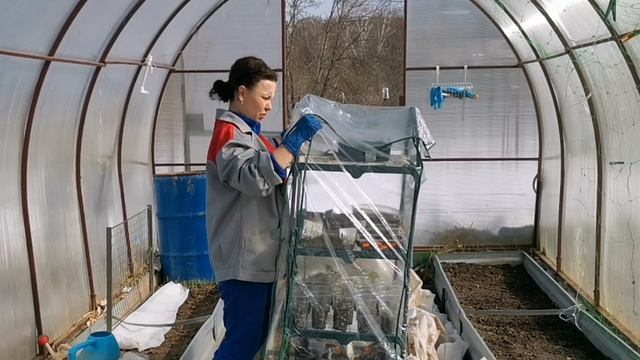 4.04.2026г. ДАЧНЫЕ РАБОТЫ. Посеяла цветы и капусту на рассаду в теплице в марте в Московской области