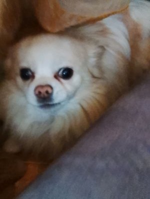 Просто трансляция