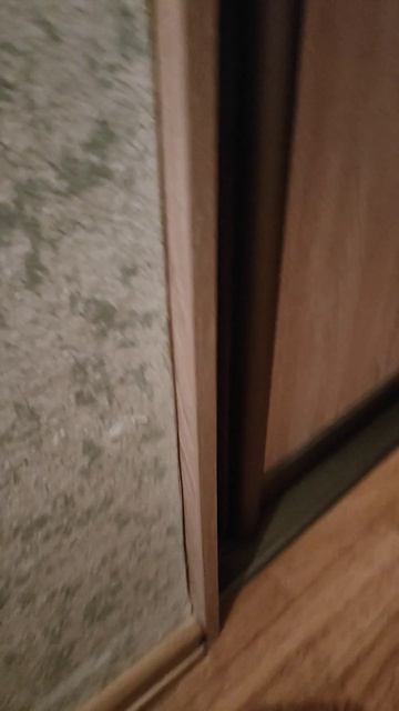 видео про моих морских свинок