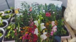 5 апреля 2026 г. Львиный зев. Решила вспомнить ,как это было. Рассада львиного зева