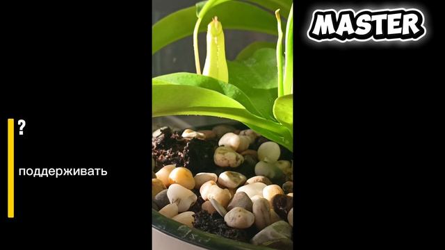 ОТВЕТЫ на вопросы про НЕПЕНТЕС