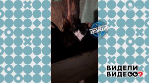 Кот - сын курицы. Видели видео? Фрагмент выпуска от 05.04.2026