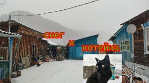 Котейка и снег.