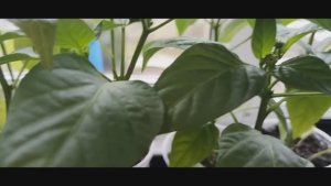 Жизнь на пенсии. Опять о наболевшем. Подкормка кустарников.