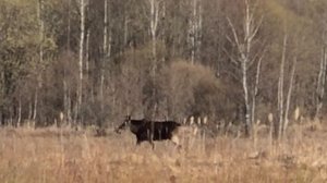 Насыщенный вечер, перелётные птицы и приключения по дороге в дальний лес