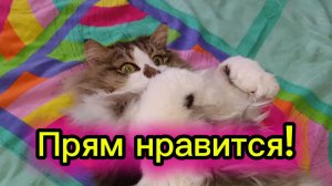 КОШКИ С ОЗВУЧКОЙ.