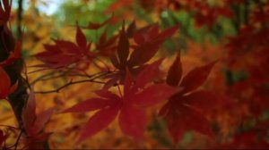 МУЗЫКА ДЛЯ РАССЛАБЛЕНИЯ И ВНУТРЕННЕГО СПОКОЙСТВИЯ