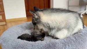 Огромный хаски в шоке от того, что его лежанку занял крошечный котёнок!