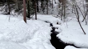 На лесных тропах