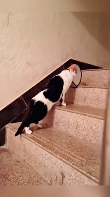 подборка кошек с ветеринарными конусами