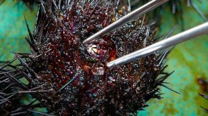 Корейская уличная еда - морской еж Корея морепродукты