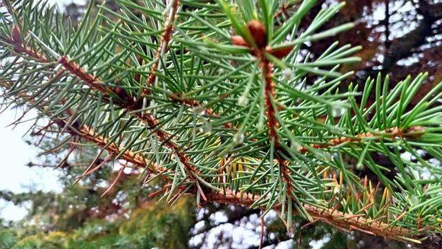 ПРОГУЛКА ПО АЛЛЕЕ