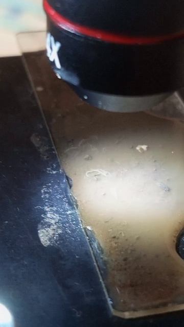 черви в почве #shorts