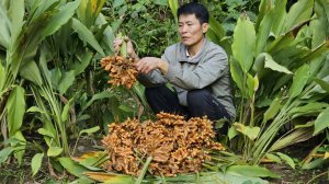 Сбор урожая куркумы для продажи на рынке. Садоводство. Жизнь во Вьетнаме