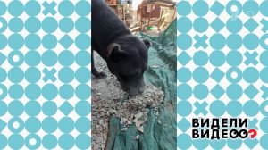 Закопала запеканку. Видели видео? Фрагмент выпуска от 05.04.2026