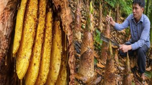 Я нашел улей дикой медоносной пчелы, когда собирал побеги бамбука. Все продал и готовлю ужин