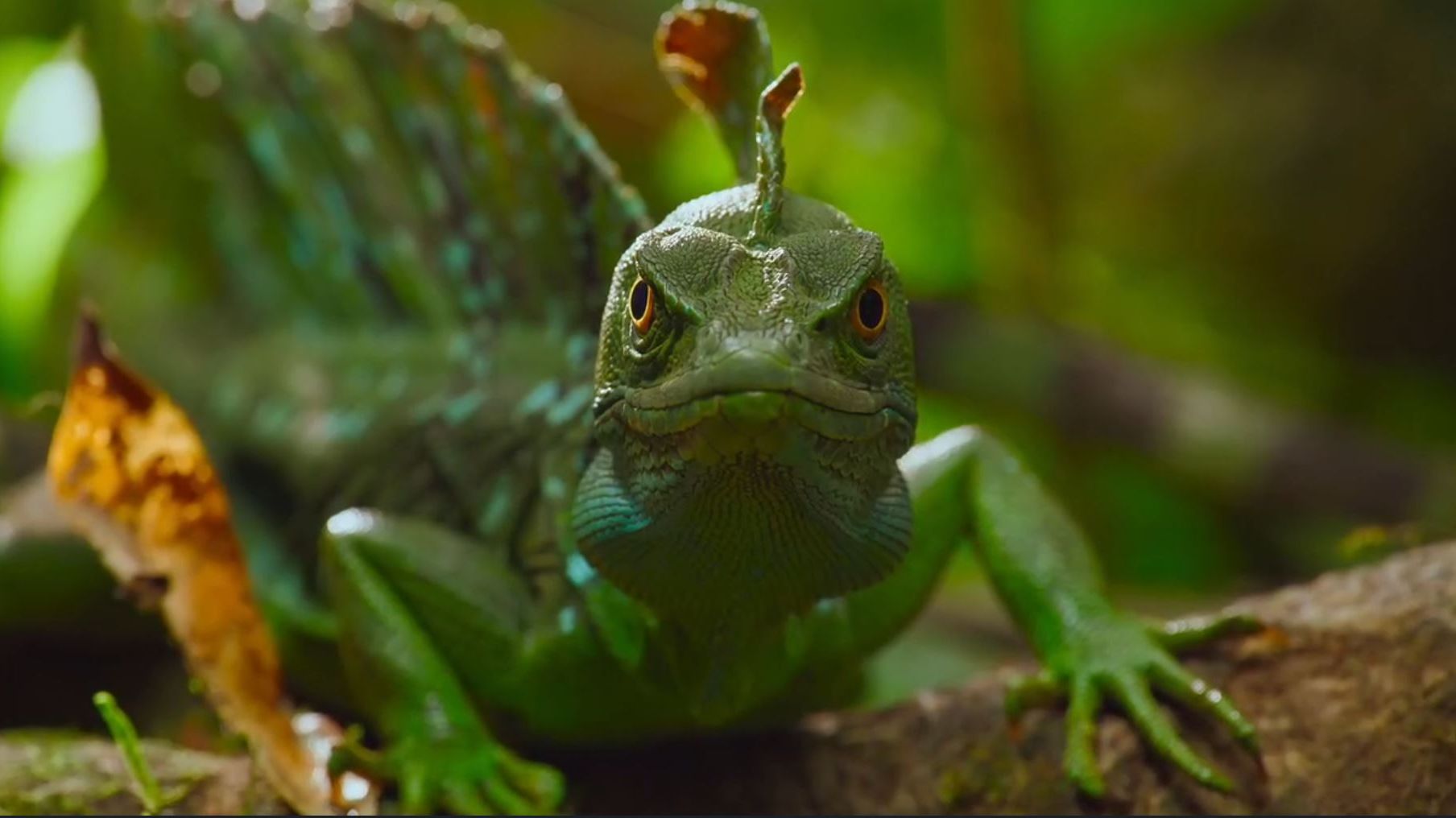 Спасение утопающих — дело лап самих утопающих 🦎Шлемоносный василиск