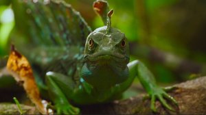 Спасение утопающих — дело лап самих утопающих 🦎Шлемоносный василиск