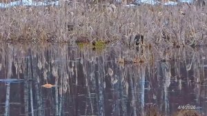 2026/4/4: Едва слышимый гул невидимого хора юных лягушат из центра Красного озера-болота