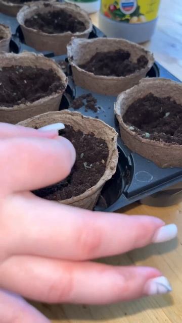 Весенний посев: грунт и уход за рассадой