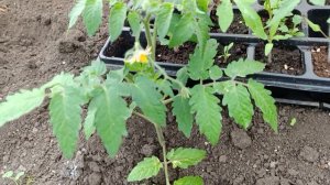 Работа в теплице