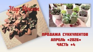 ПРОДАЖА СУККУЛЕНТОВ ●АПРЕЛЬ●2026●ЧАСТЬ●4