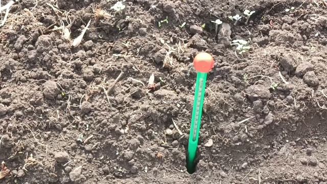 Почвенный термометр. Первые всходы.
