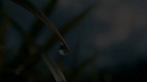 К свободе чистой...