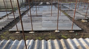 1.04.2026. ОТКРЫТИЕ КУСТОВ ВИНОГРАДА ОТ ЗИМНЕГО УКРЫТИЯ!